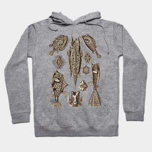 Ernst Haeckel Ostraciontes Fish  Wenge Hoodie